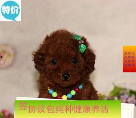 国产精品泰迪在线,萌态可掬，魅力无限