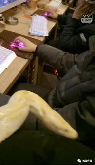 国产大胸直播在线